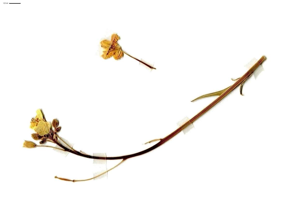 Diplotaxis tenuifolia (Brassicaceae)